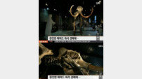 30만 달러 매머드 화석, 무게만 6톤…“이례적으로 완벽한 상태로 경매 등장”