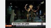 30만 달러 매머드 화석, 무게는 6톤… “개인 수집가가 소장?”