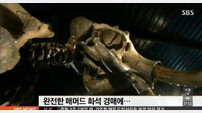 30만 달러 매머드 화석, 3.5m 높이… ‘완벽한 형태 유지’