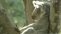 ‘호주 코알라 급감’ 가장 큰 원인은?… 코알라 에이즈 ‘충격’