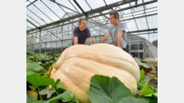 1톤 자이언트 호박, ‘수분 구성이 98%, 맛은 별로다’