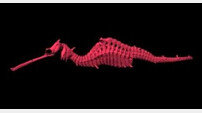루비 해룡 발견 "온 몸에 붉은 빛 돌아…150년만에 세번째 해룡 종류 발견"