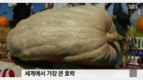 893kg 호박 화제… 이 큰 호박 어떻게 옮겼을까?