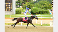 새해 첫 1등급 레이스 ‘신구 경주마 빅뱅’