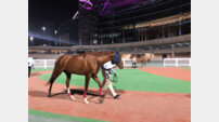 한국 경주마 돌콩, 두바이월드컵 카니발 3위 쾌거