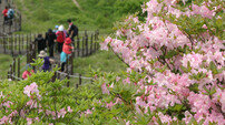 “놓치지 마세요” 연분홍 꽃바다로 물드는 5월 소백산