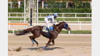 2등급 국산마 1800m 최강자전…‘불의고리’ 4연승 도전