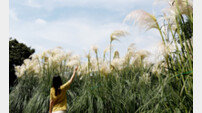 벌써 가을 느낌…청산수목원 팜파스 축제 11월 24일까지 진행
