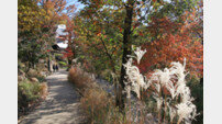 곤지암 화담숲, 가을 정취 물씬 ‘가을 야생화 전’
