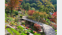 화담숲, 14일부터 ‘100만송이 국화축제’ 진행