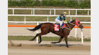 역대급 암말 실버울프 ‘세 토끼 사냥’ 