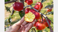 경북 영주에서만 생산되는 ‘별사과’ 말레이시아 수출된다