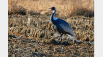 천연기념물 재두루미, 울산서 5년 만에 발견… 노랑부리저어새도 최초 관찰