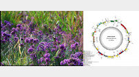 산림 내 작물 재래원종 ‘부추속’ 3종 엽록체 유전체 해독 성공