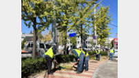 울산시설공단, 가로수 은행나무 열매털기 실시