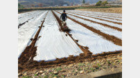 단양군, ‘단양 마늘’ 겨울철 월동 관리하세요!