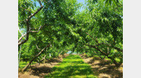 괴산군, ‘복숭아 저탄소 농산물 인증’ 취득 