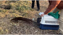 울산시설공단, 울산대에 고립됐던 ‘수달’ 자연 방생