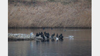 울산시, 태화강 겨울철새 생태 관찰장 운영 