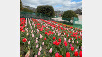 “활짝 핀 튤립 보러 오세요”… 울산시설공단, 대공원에 튤립포트 화단 조성