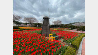 울산시설공단, 울산대공원 튤립 구근 나눔 행사 진행