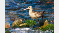 울산시, 울주군 서생 해안서 ‘국제적 희귀조류’ 잇따라 관측