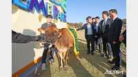 임실군, 치즈 프리미엄화 ‘저지종 젖소’ 도입