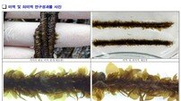 부산 기장군 ‘기장형 해조류 종자생산 연구’ 성과물 어업현장 보급