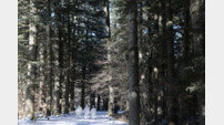 [투얼로지]전나무숲길 산책부터 축제까지…겨울여행은 역시 평창이 1티어