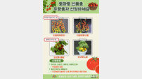 충남도, 맛과 건강을 모두 잡은 토마토 신품종 개발