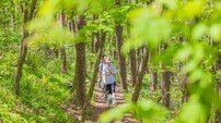 하이원리조트, 국내 최대 반려견 행사 ‘2025 댕댕트레킹’ 5월 개최