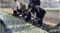 함평군-농촌진흥청, 양파 기계화 재배농가 생산 지원
