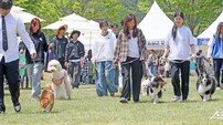 임실 오수의견제·N펫스타 방문객 ‘역대 최다’