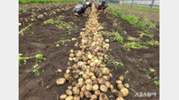 보성군, 해풍 맞고 자란 명품 ‘봄 햇감자’ 자랑