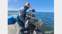 군산시, 옥도 해역 갑오징어 산란장·서식장 조성