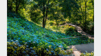 곤지암리조트와 화담숲, ‘여름 수국 축제’ 개막