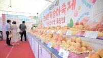 세종 조치원복숭아 축제, 역대 최다 10만 명 방문…경제 효과 93억 원 달성