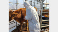 옹진군, 구제역·가축전염병 청정 지역 유지…예방접종 강화