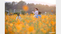 양주시 ‘천만송이 천일홍 축제’ 20만 명 몰려 ‘해피앤딩’