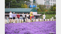 양주시, 시민과 함께 “천일홍 꽃밭을 달린다”[포토]