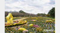 수도권매립지공사, ‘드림파크 국화 가을꽃 향연’ 10월 23일부터 14일간 인천서 개최