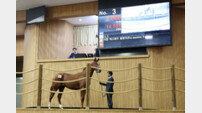 한국마사회, 올해 제주 첫 1세마 경매에 ‘한국형 셀렉트 경매’ 방식 최초 도입