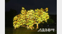 대구 달성군, ‘440년 은행나무’에 미디어파사드 조성