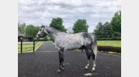 [경마]세계 챔피언 경주마 ‘닉스고’, 12월 국내 씨수말로 도입