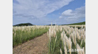 신안 장산도 화이트정원, 은빛 팜파스그라스로 장관 이뤄 ‘눈길’