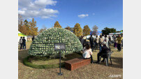 함평군, 한 뿌리에 1763송이…‘천간작’ 공개