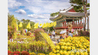인천 계양구, ‘계양아라온 가을꽃 축제’ 41만 명 방문…수도권 대표 관광명소 입증