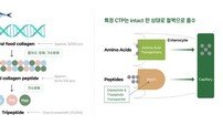 뉴트리 저분자콜라겐펩타이드, 흡수율 54배 입증