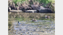 인천 연수구, ‘악취 줄고 수질 좋아졌다’ 친환경 하천으로 재탄생한 승기천