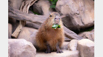 롯데월드 아쿠아리움, 이 느긋함 뭐야…카피바라 등장